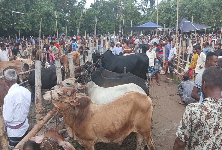 বাগেরহাটে জমে উঠেছে কোরবানির পশুর হাট